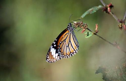 Réf. 567 : Danaus genutia