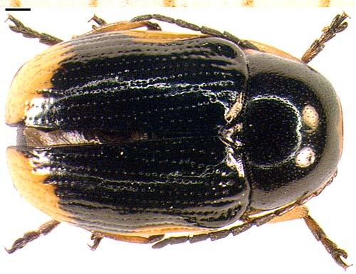 Réf. 975 : Cryptocephalus moraei
