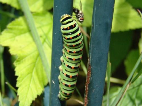 Papilio machaon