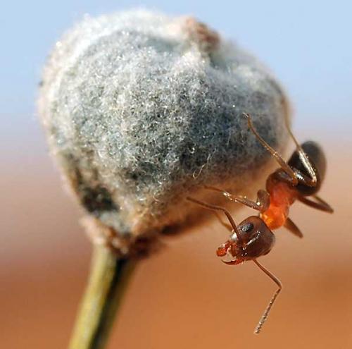 Lasius emarginatus