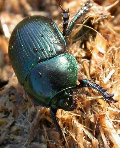 Geotrupes mutator