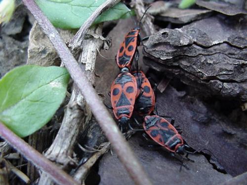 Pyrrhocoris apterus