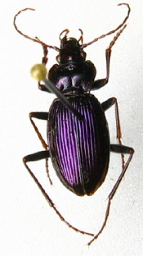 Nebria kratteri