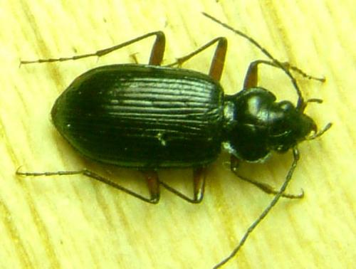 Réf. 853 : Nebria gyllenhalli