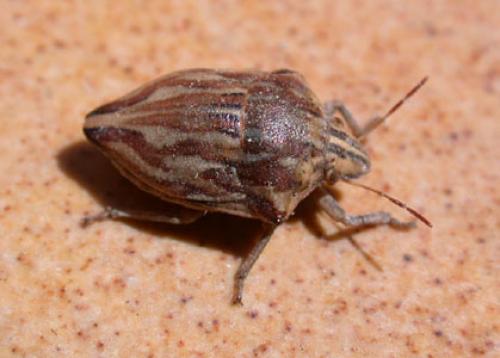 Réf. 656 : Odontotarsus robustus