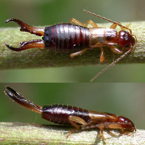 Guanchia pubescens
