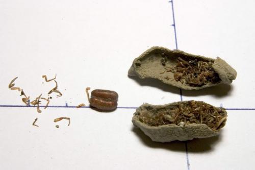 Réf. 828 : Sceliphron curvatum
