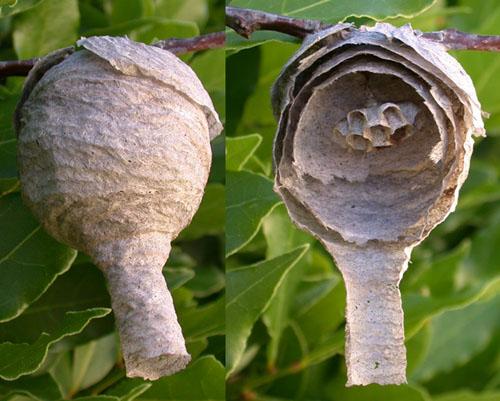 Dolichovespula media