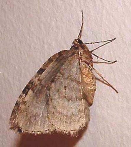 Epirrita sp.
