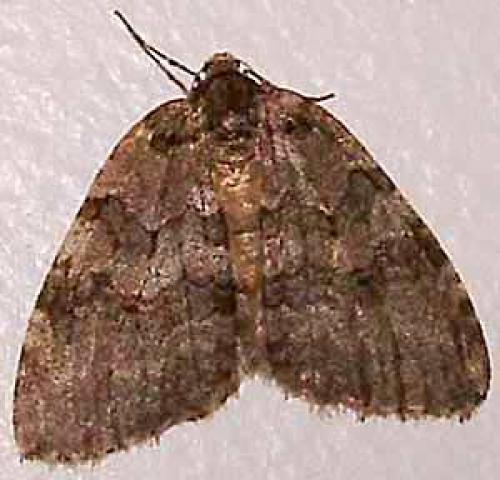Epirrita sp.