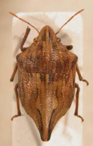 Odontotarsus caudatus