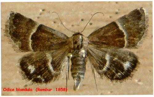 Réf. 930 : Odice suava
