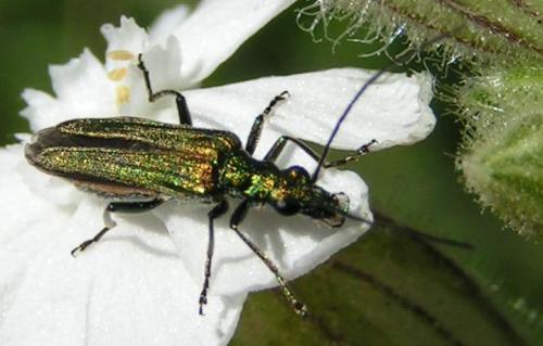 Oedemera nobilis