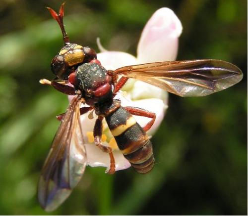 Conops vesicularis