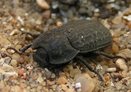 Réf. 105 : Opatrum sabulosum