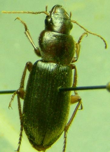 Ophonus sp.
