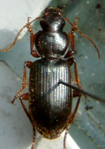 Ophonus sp.