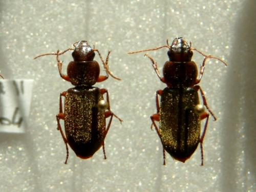 Ophonus sp.