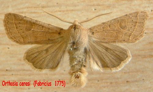 Orthosia cerasi