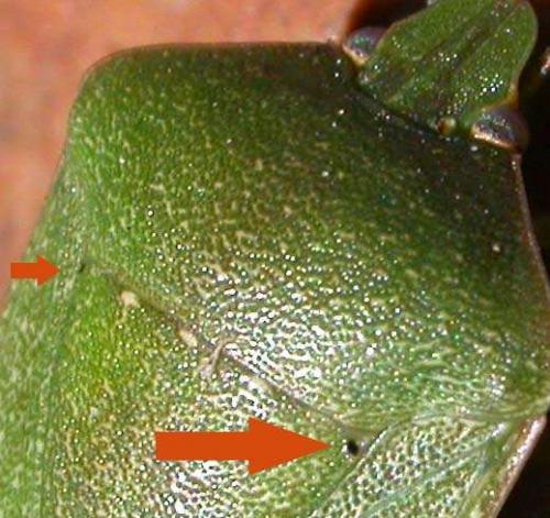 Nezara viridula