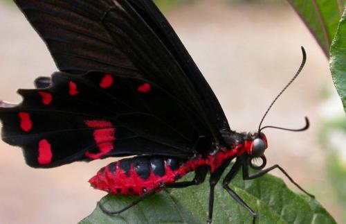 Atrophaneura alcinous