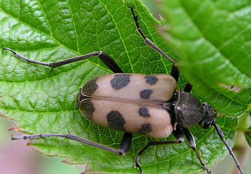 Réf. 371 : Pachytodes cerambyciformis