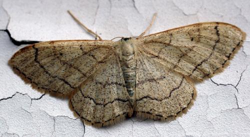 Réf. 209 : Idaea aversata