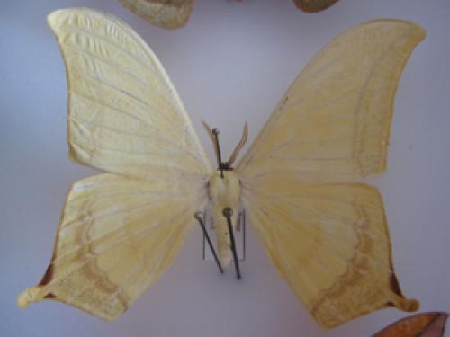 Therinia buckleyi