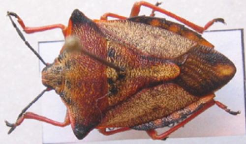 Carpocoris mediterraneus atlanticus