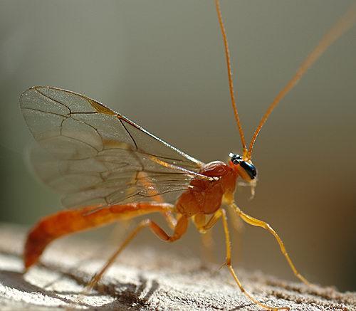 Réf. 227 : Netelia sp.