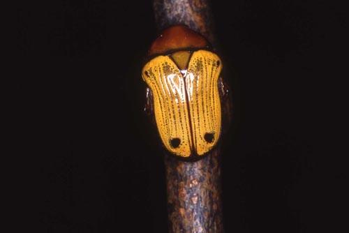 Réf. 564 : Coptomia celata
