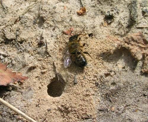 Apis mellifera