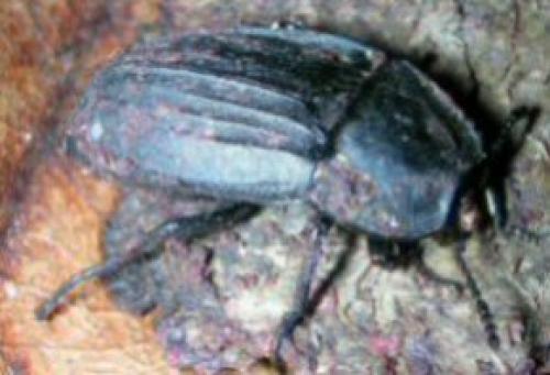 Silpha carinata
