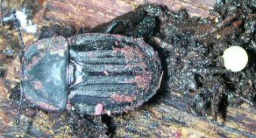 Silpha carinata