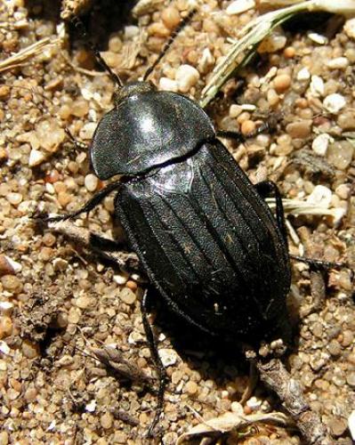 Réf. 111 : Silpha sp.