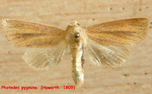 Réf. 931 : Denticucullus pygmina