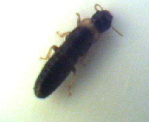 Kalotermes flavicollis