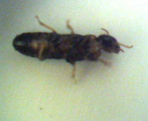Kalotermes flavicollis