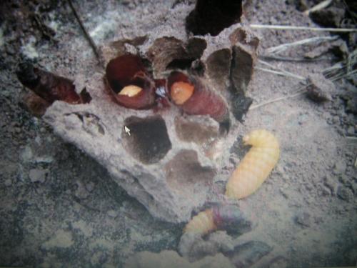 Sceliphron sp.