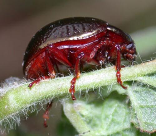 Réf. 642 : Chrysolina bankii