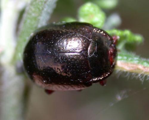 Chrysolina bankii