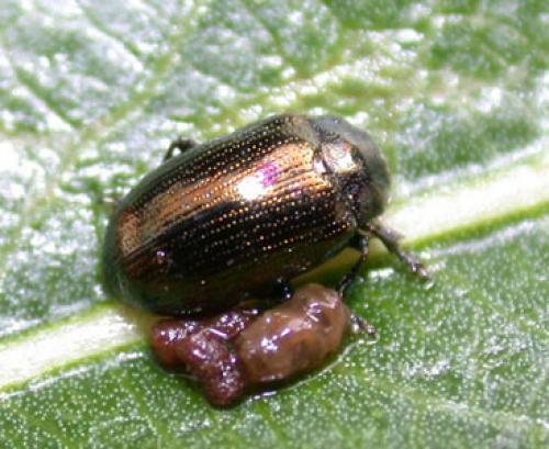 Phratora sp.