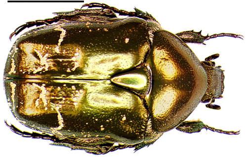 Réf. 991 : Potosia cuprea