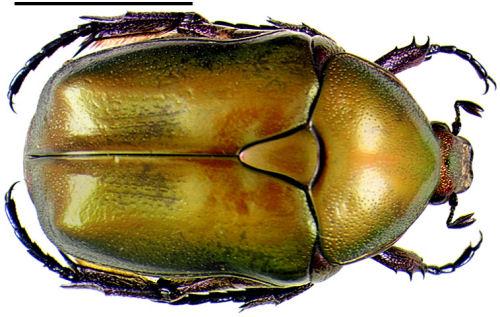 Réf. 999 : Potosia cuprea
