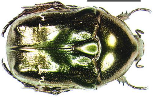 Potosia fieberi