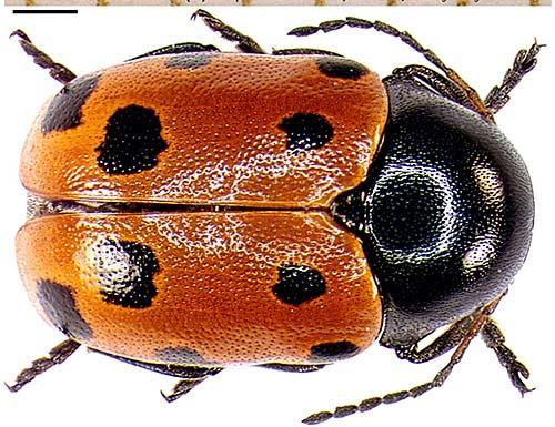 Réf. 976 : Cryptocephalus primarius