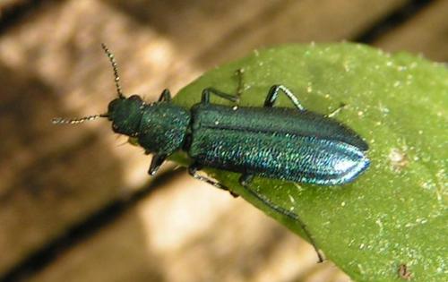 Réf. 42 : Psilothrix viridicoerulea