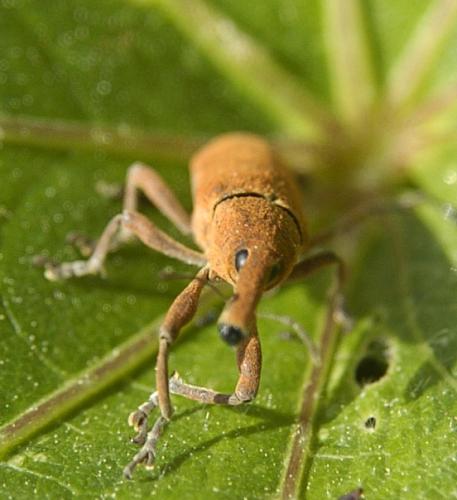 Lixus sp.