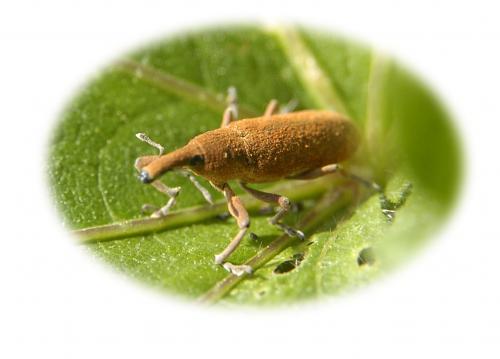 Réf. 580 : Lixus sp.