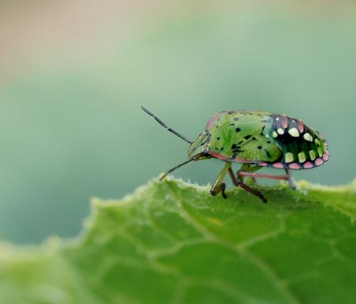 Nezara viridula